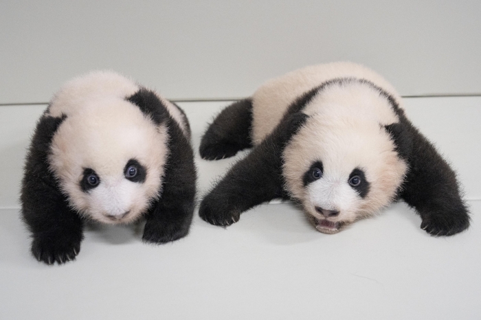 쌍둥이 판다 첫째 루이바오(왼쪽), 둘째 후이바오. 사진=삼성물산 제공