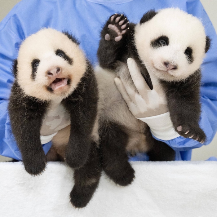쌍둥이 판다 첫째 루이바오(왼쪽), 둘째 후이바오의 60일차 모습. 사진=삼성물산 제공