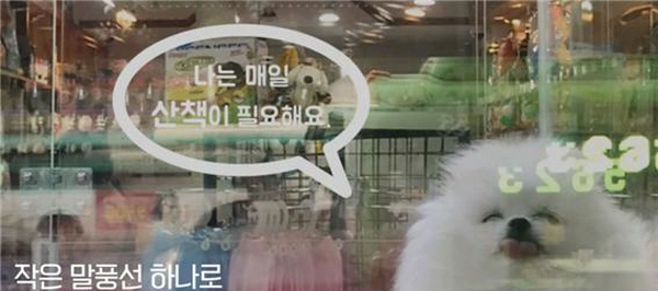애견샵 쇼윈도에 반려견을 위한 말풍선 메시지를 부착하자는 캠페인 제안 합성 이미지. 사진=공공소통연구소 블로그