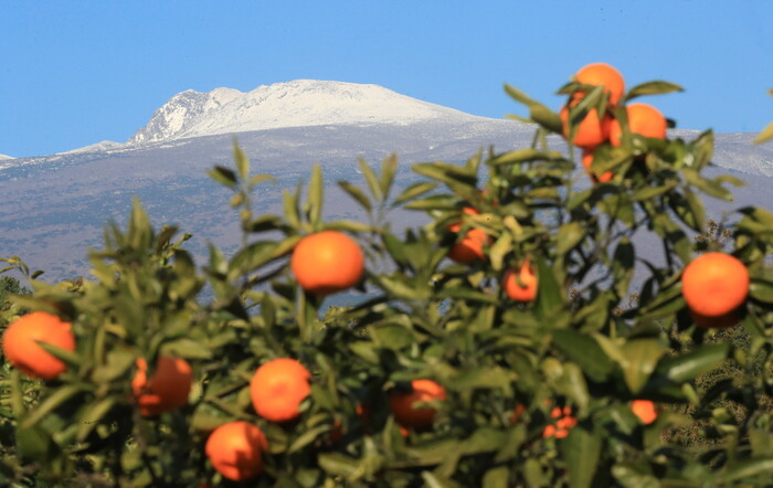 제주 서귀포시 남원읍의 한 귤농장에서 바라본 한라산. 사진=뉴시스