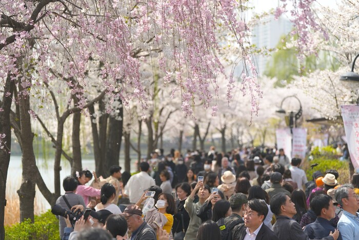석촌호수 벚꽃축제 현장을 메운 낮 방문객. 사진=송파구청 제공