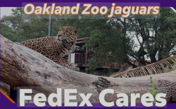 페덱스의 도움으로 플로리다에 살던 재규어 엠마가 캘리포니아의 루카와 만날 수 있었다 (사진 = 페덱스 유튜브 캡쳐) 