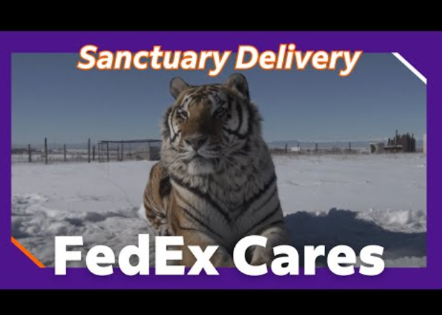 인빅터스 재단은 페덱스의 도움으로 멕시코에서 구조한 야생동물 11마리를 콜로라도의 보호소까지 옮길 수 있었다 (사진 = 페덱스 유튜브 캡쳐)  