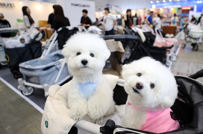 5월 16일 경기 고양시 킨텍스에서 열린 2025 메가주 일산에서 강아지가 반려견 유아차에 앉아 있다. 사진=뉴시스