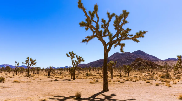 캘리포니아 조슈아트리 국립공원도 엄청난 예산 삭감에 직면해 있다 (사진 = CNET 보도)